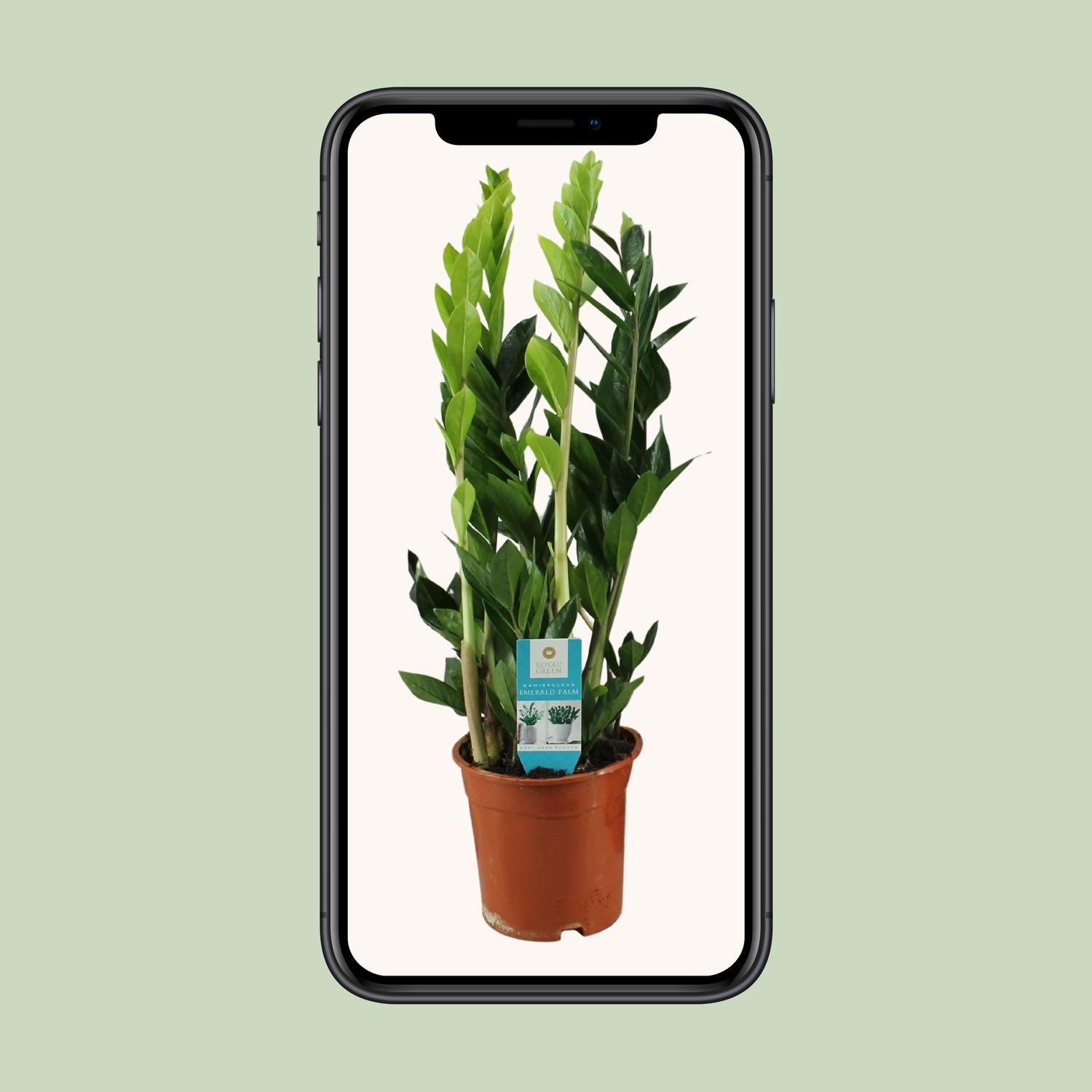 Zamioculcas Zamiifolia (16406)