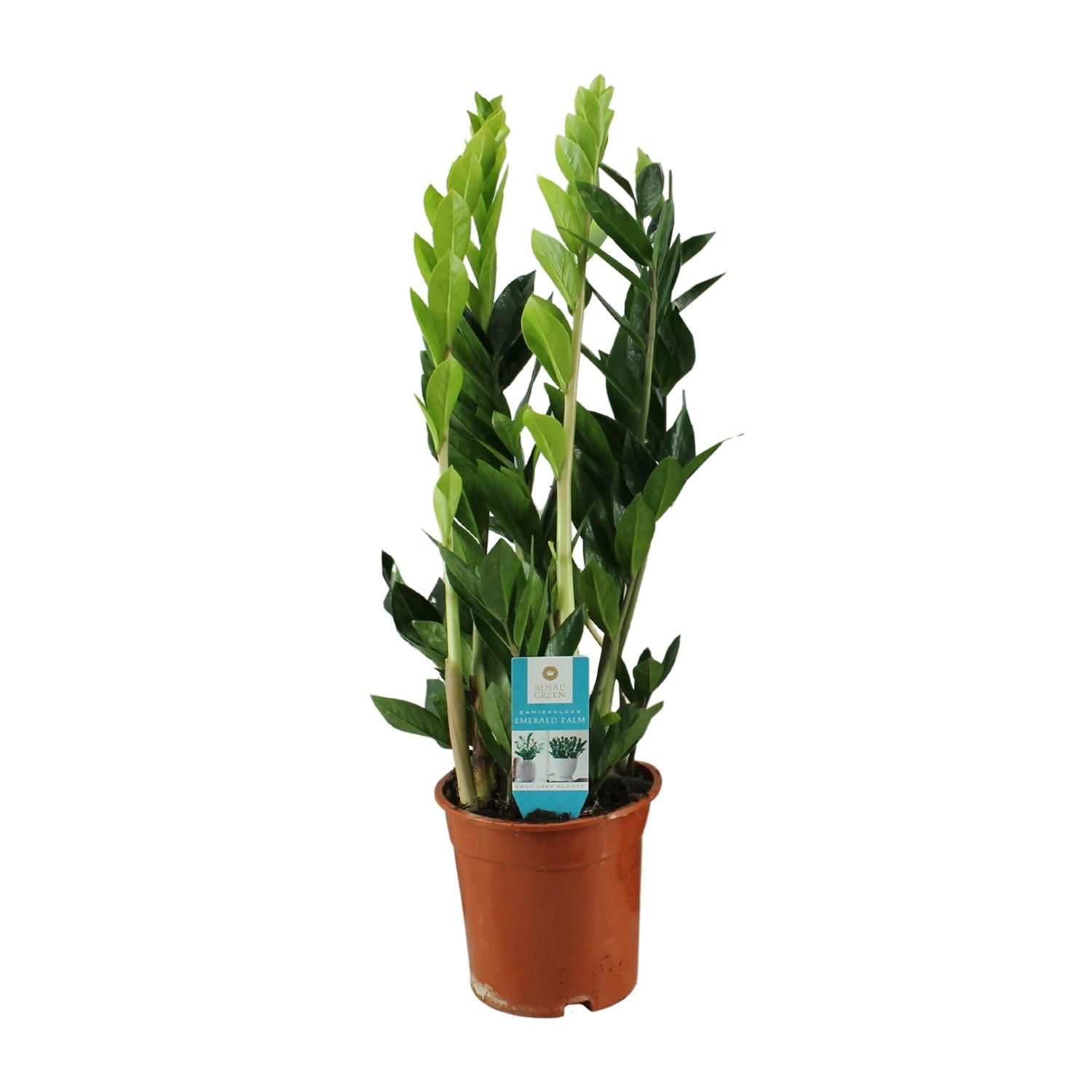 Zamioculcas Zamiifolia (16406)