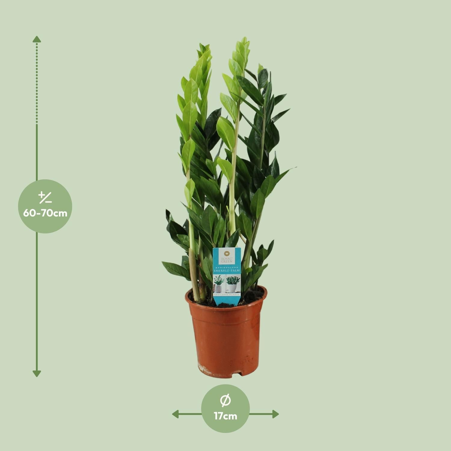 Zamioculcas Zamiifolia (16406)