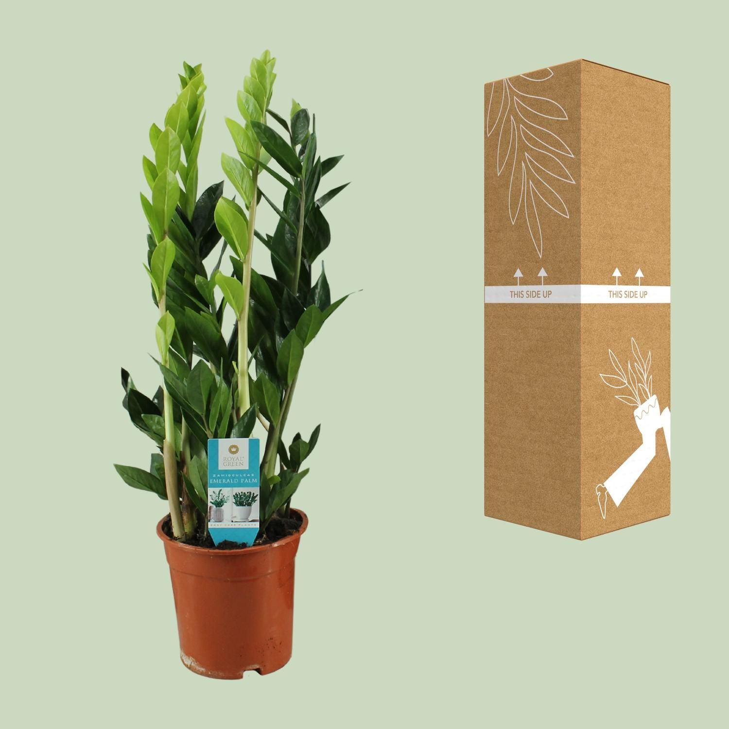 Zamioculcas Zamiifolia (16406)