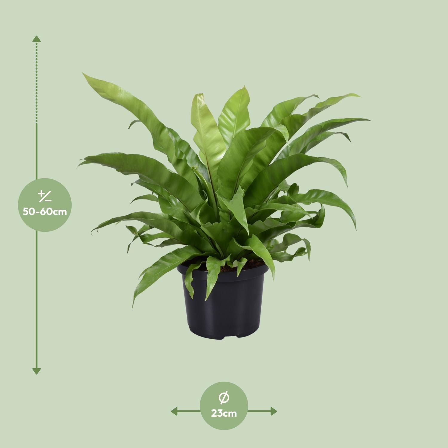 Asplenium Antiquum (9721)