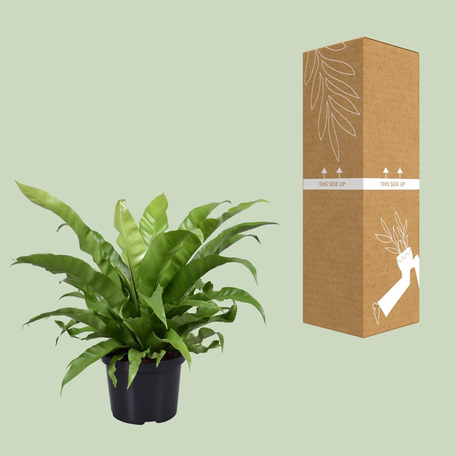 Asplenium Antiquum (9721)