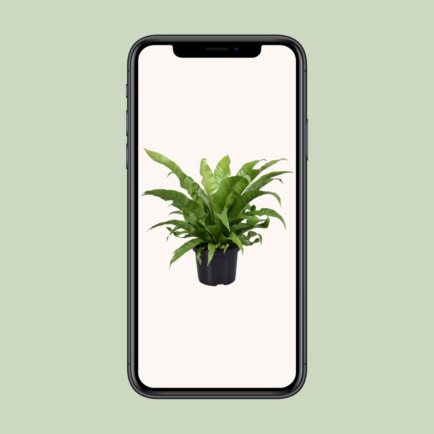 Asplenium Antiquum (9721)