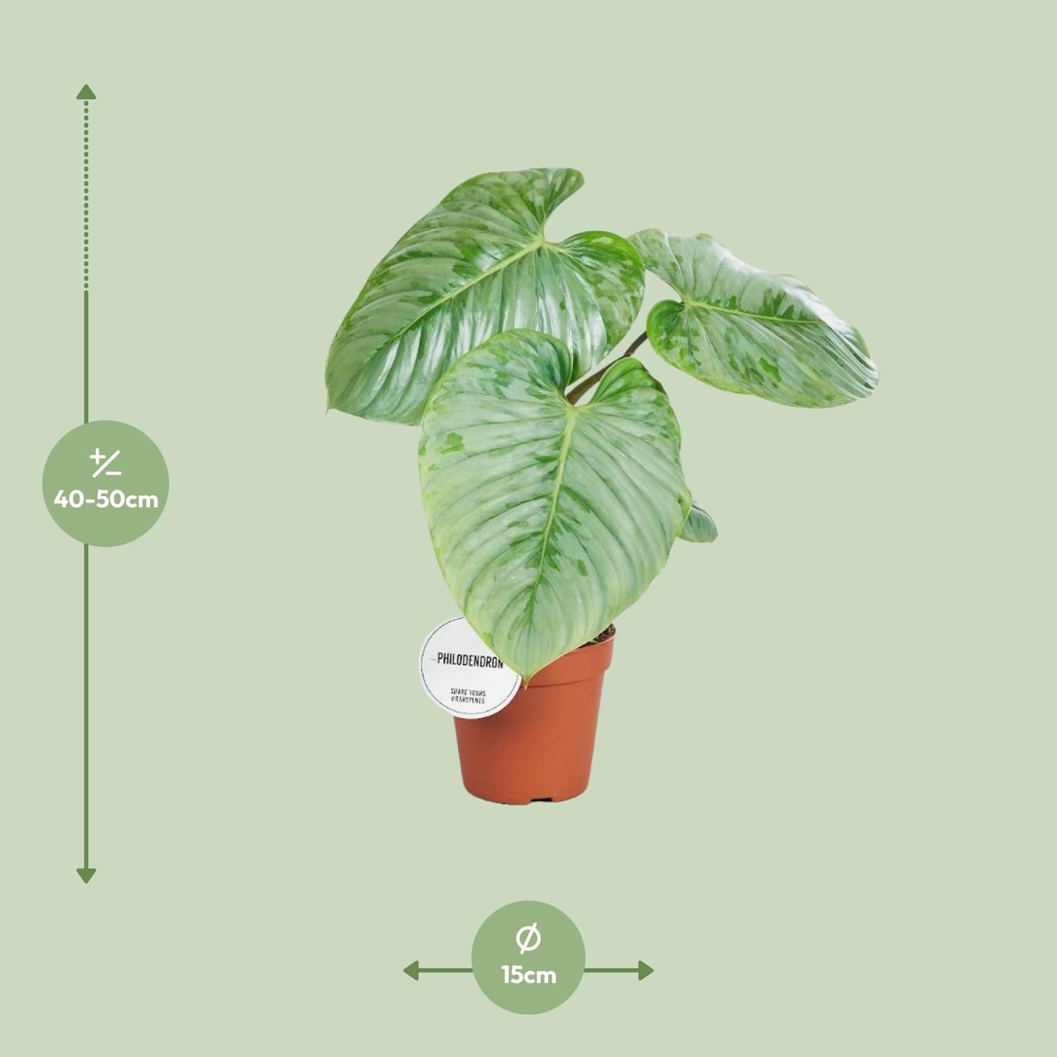 Philodendron Sodiroi (16575)