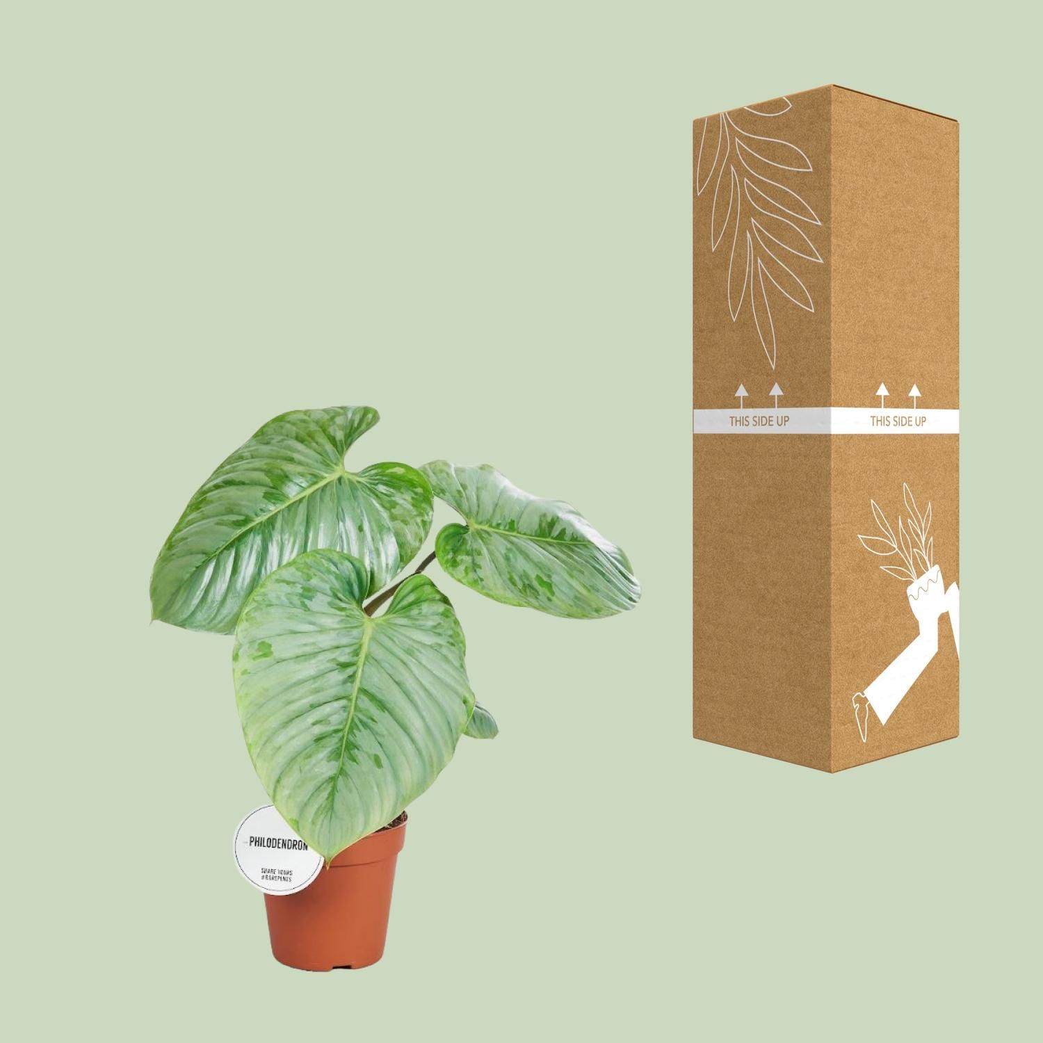 Philodendron Sodiroi (16575)