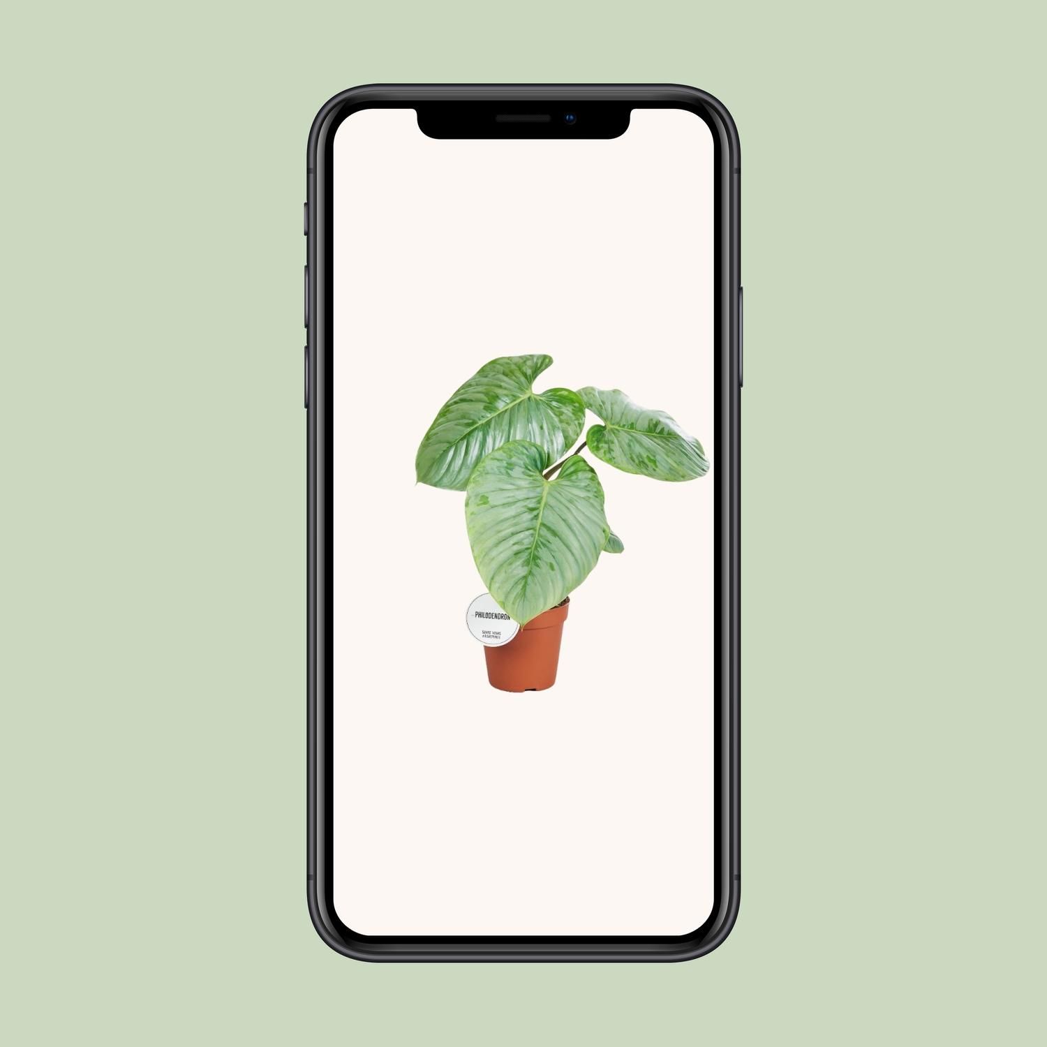 Philodendron Sodiroi (16575)