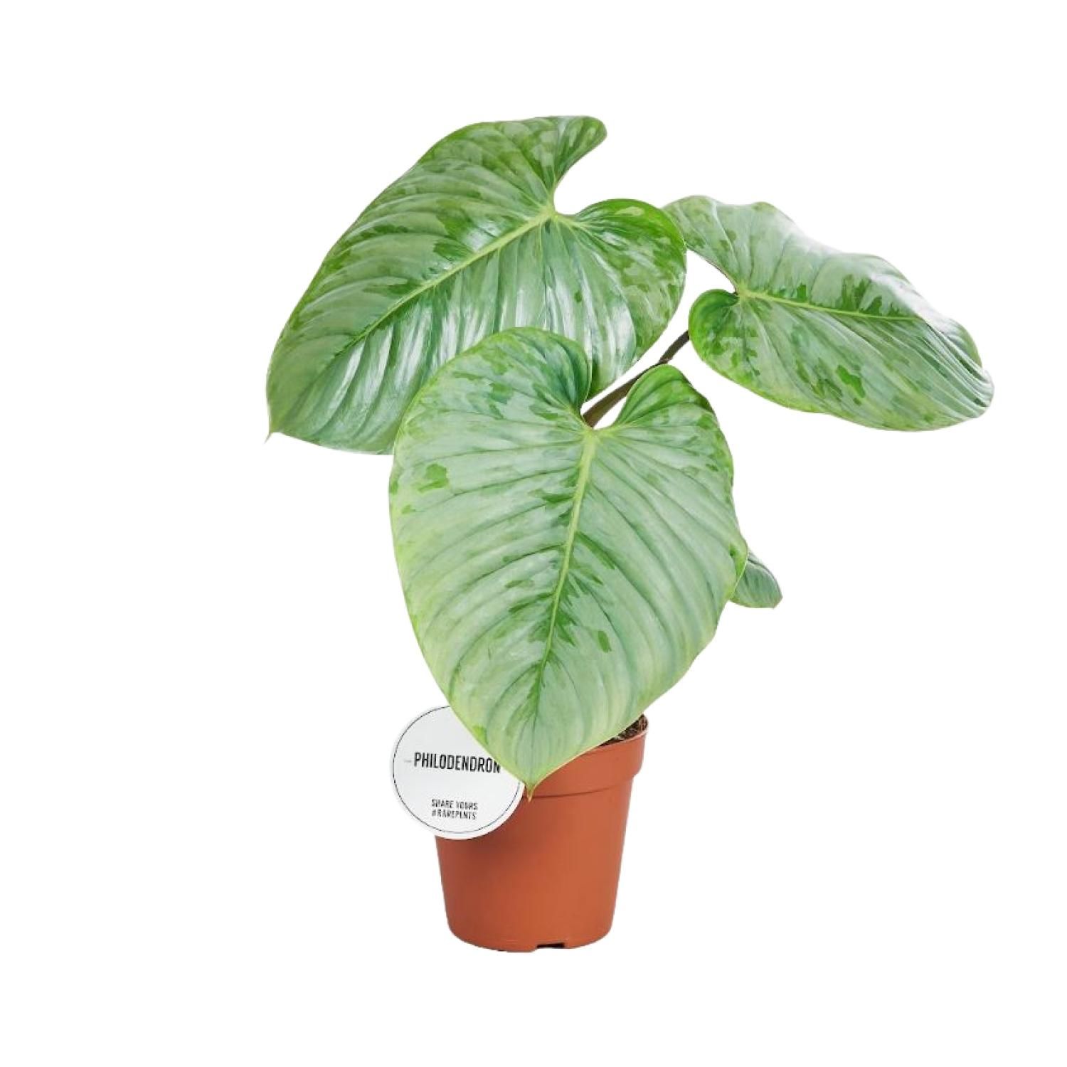 Philodendron Sodiroi (16575)
