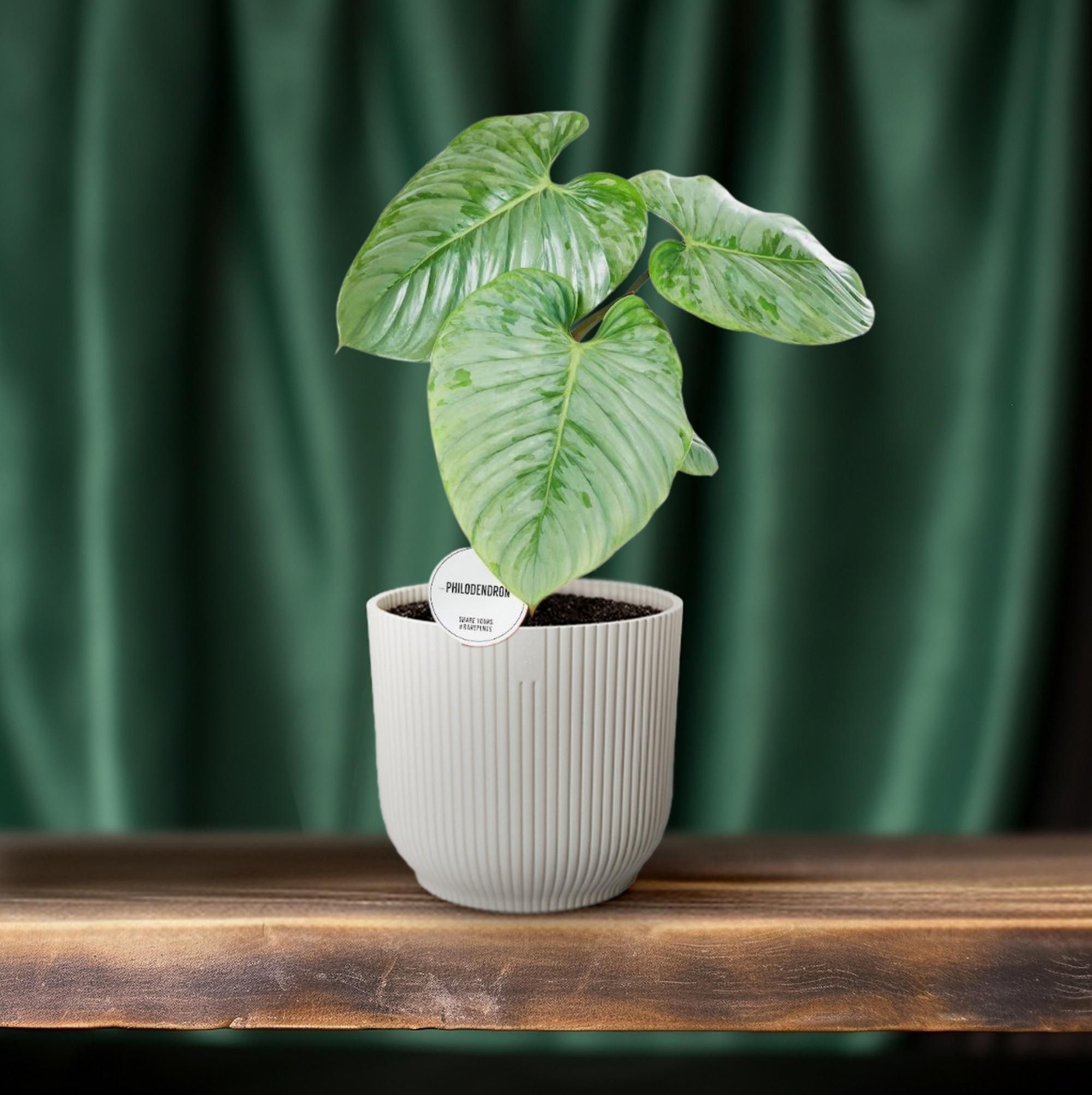 Philodendron Sodiroi (16575)