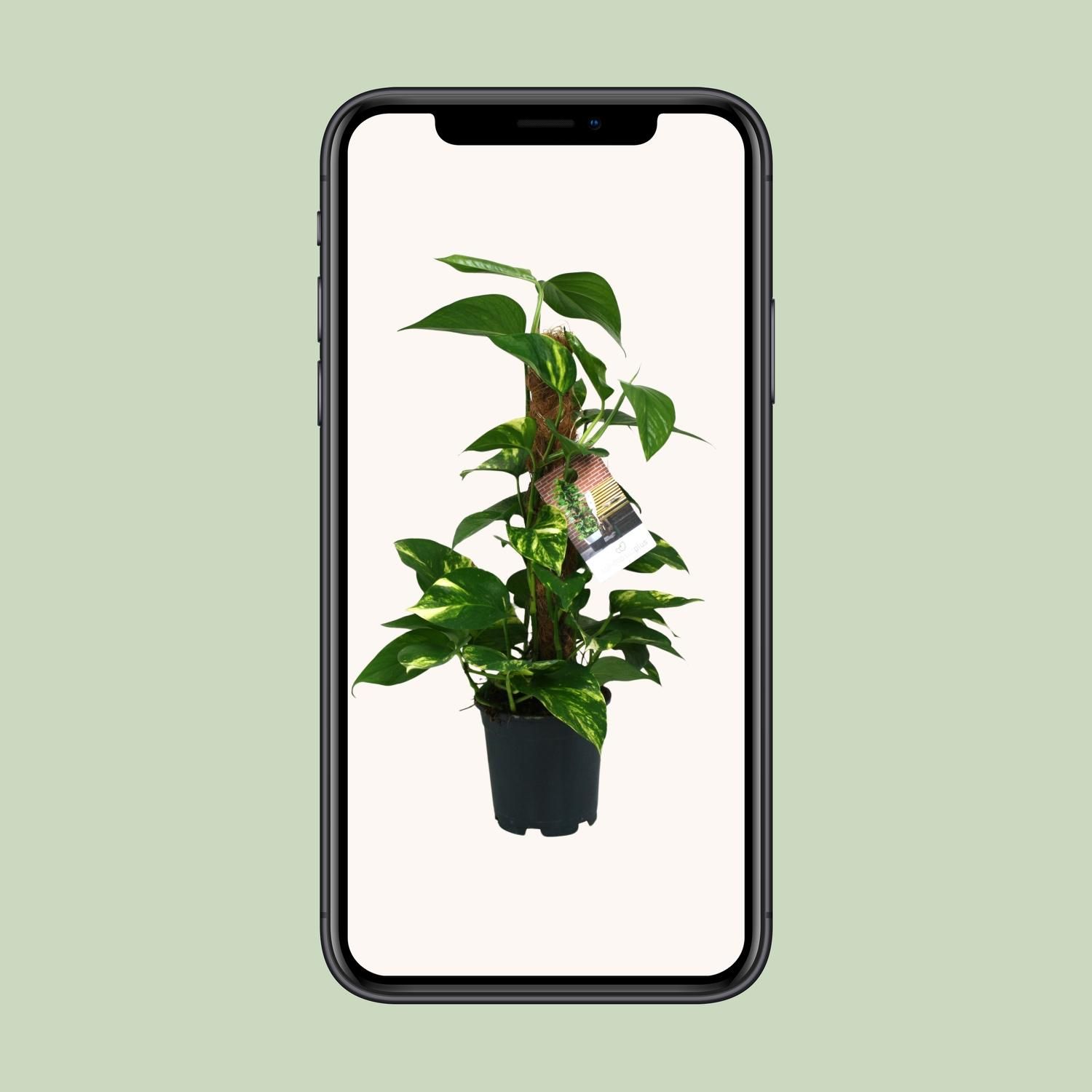 Scindapsus Epipremnum (12482)