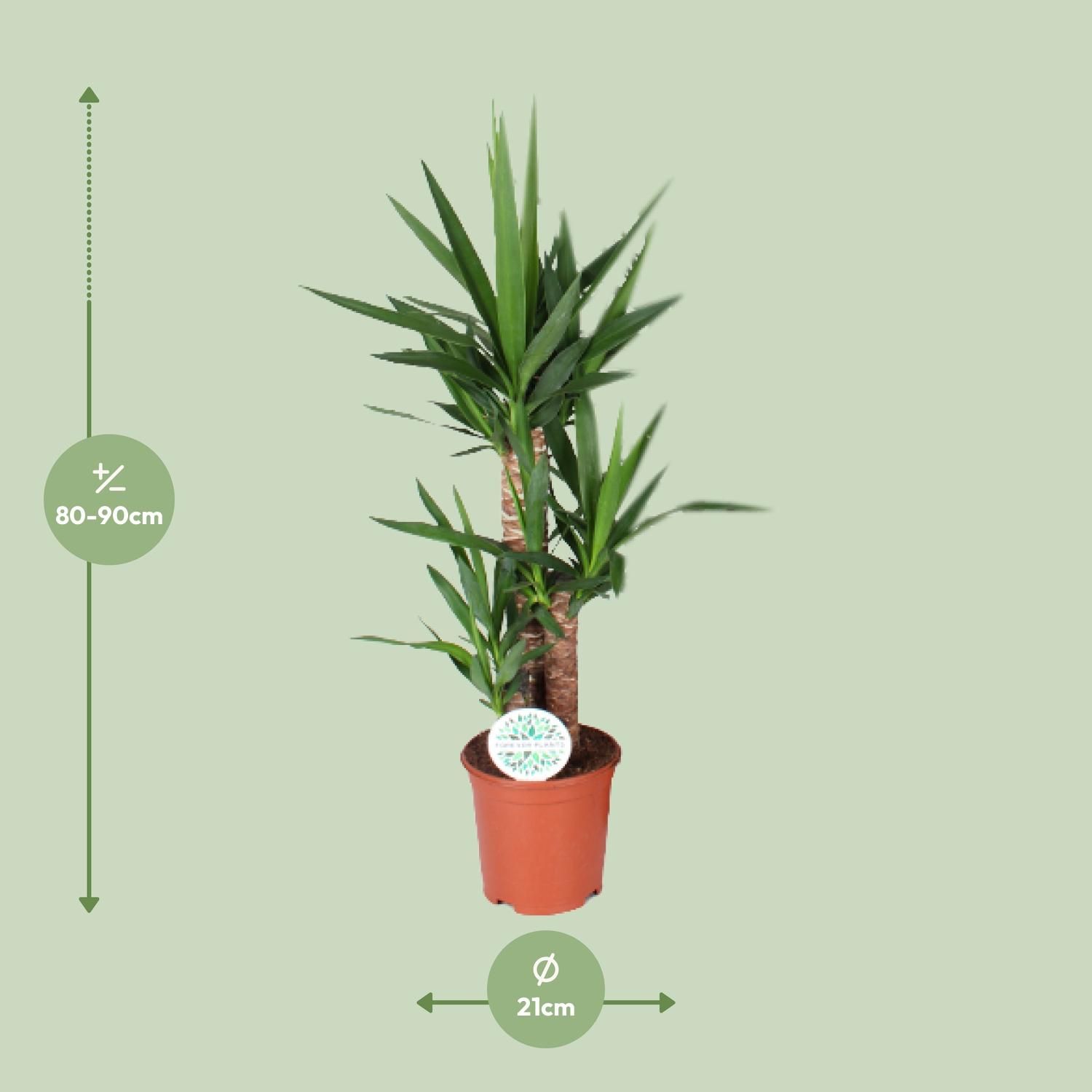 Yucca (15939)