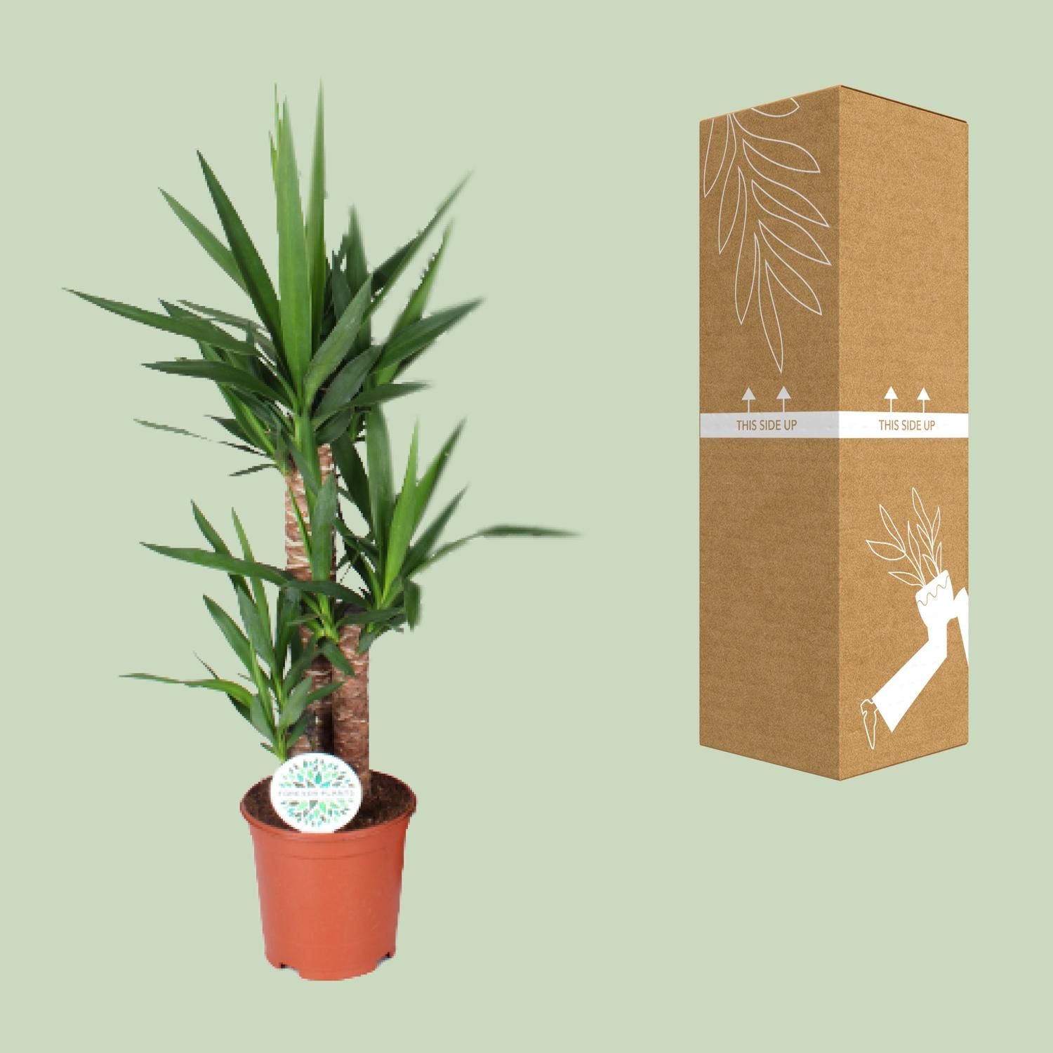 Yucca (15939)