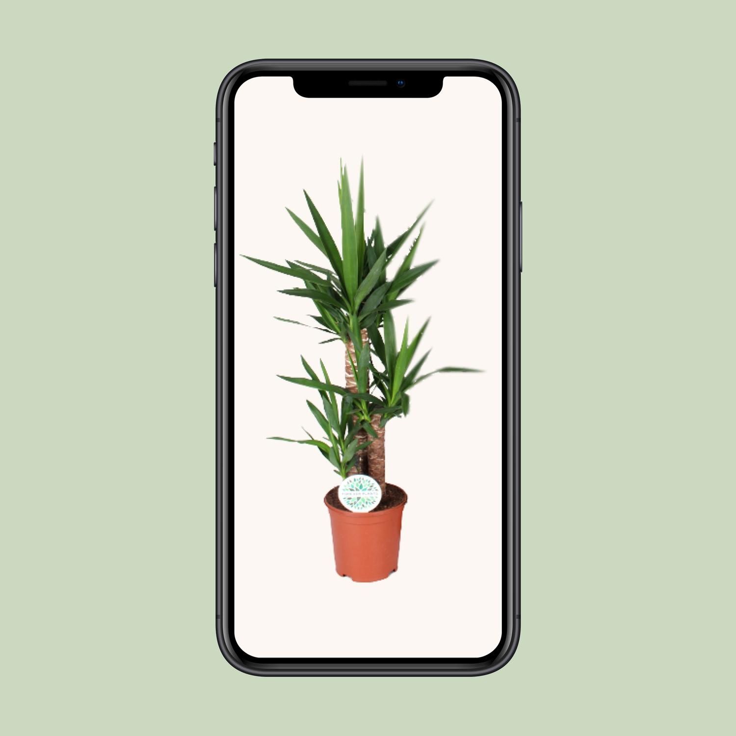 Yucca (15939)