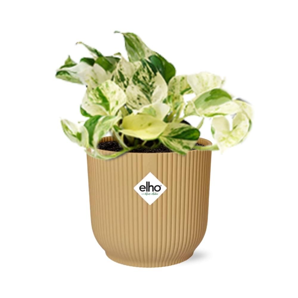 Epipremnum Pinnatum Happy Leaf in ELHO Vibes Fold 14cm geel (21680)