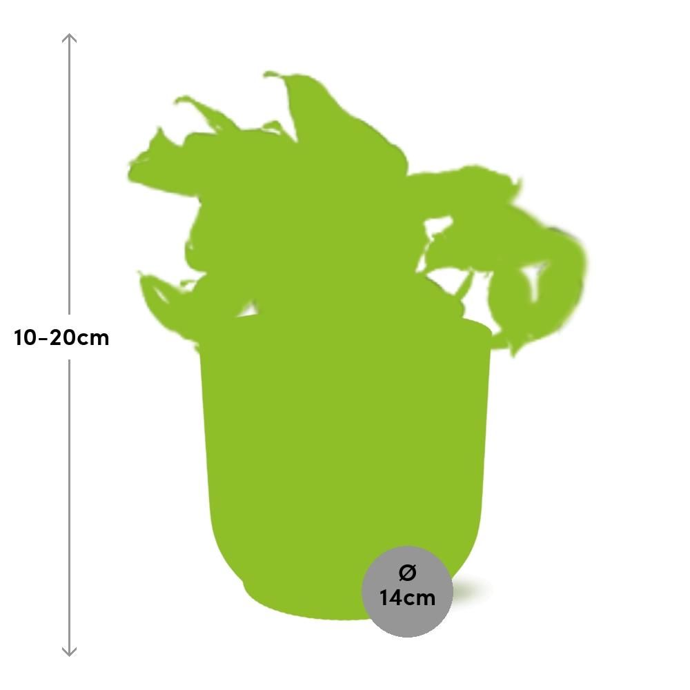 Epipremnum Pinnatum Happy Leaf in ELHO Vibes Fold 14cm geel (21680)