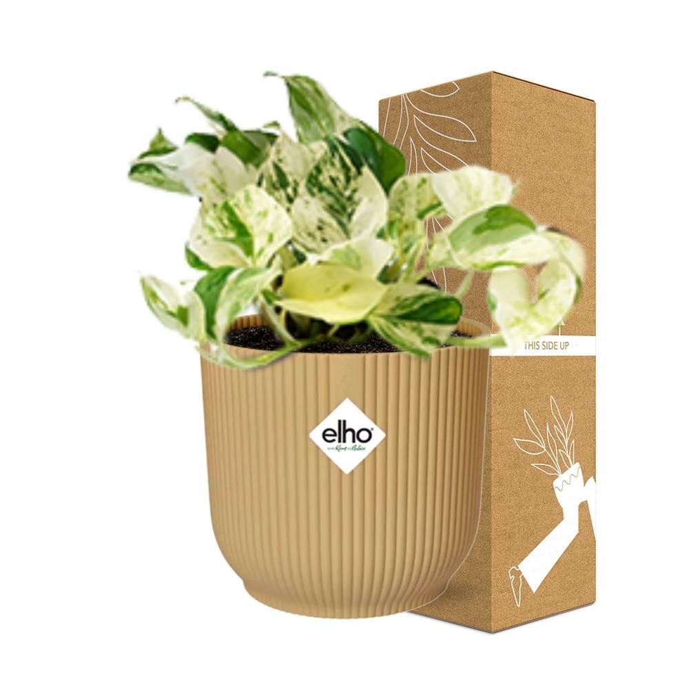 Epipremnum Pinnatum Happy Leaf in ELHO Vibes Fold 14cm geel (21680)