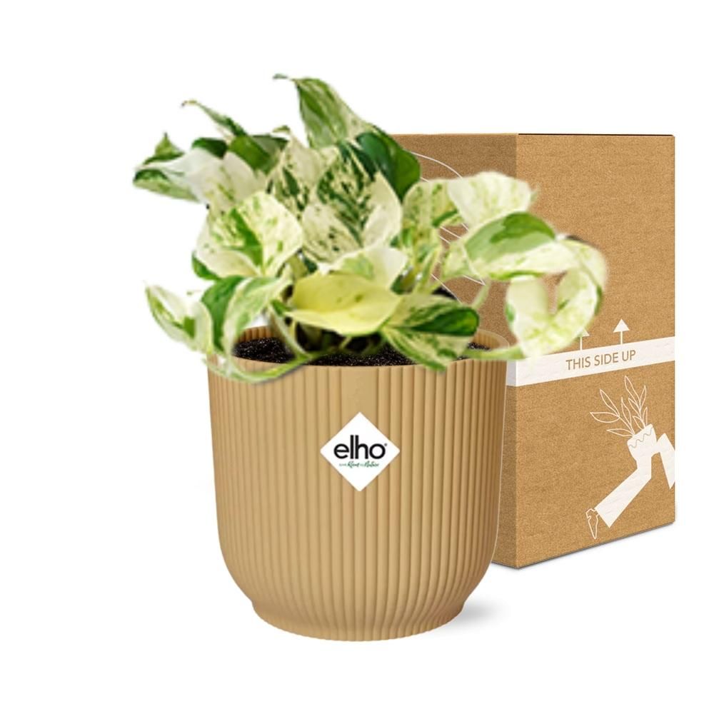 Epipremnum Pinnatum Happy Leaf in ELHO Vibes Fold 14cm geel (21680)
