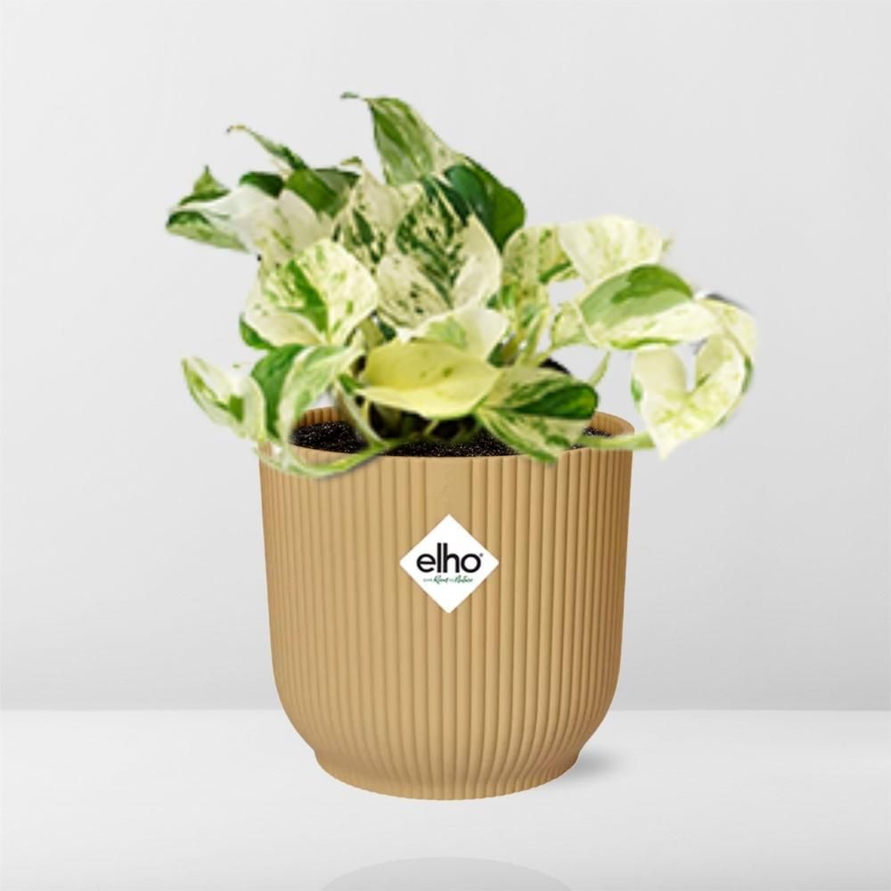 Epipremnum Pinnatum Happy Leaf in ELHO Vibes Fold 14cm geel (21680)