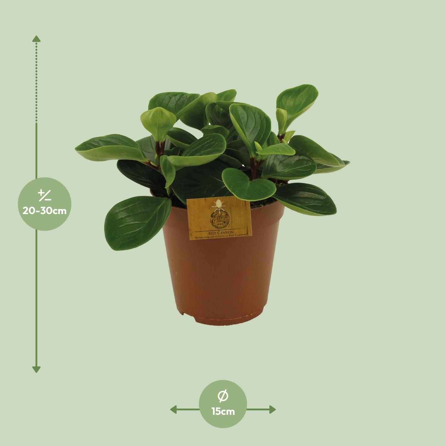 Peperomia Red Canyon (13004)