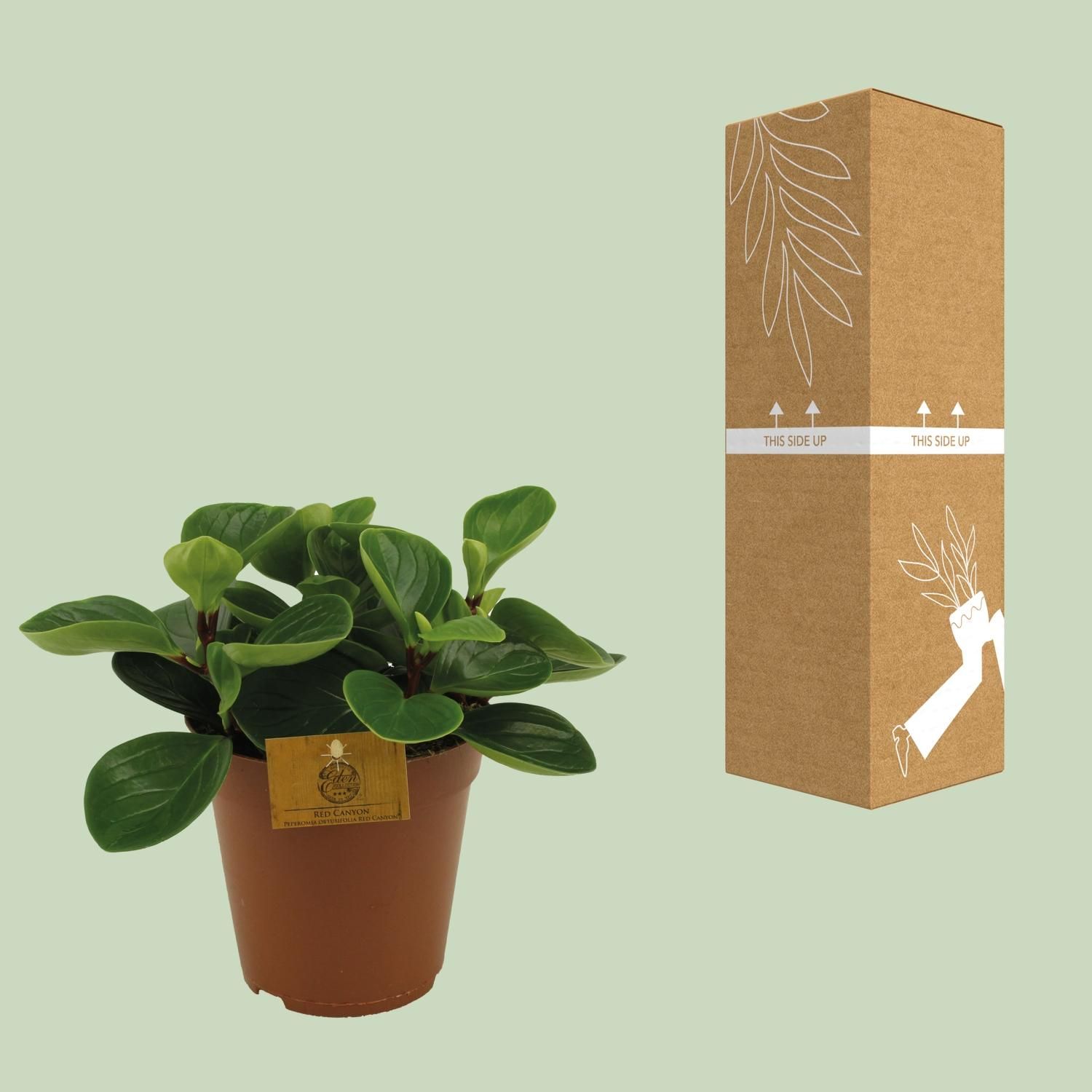 Peperomia Red Canyon (13004)