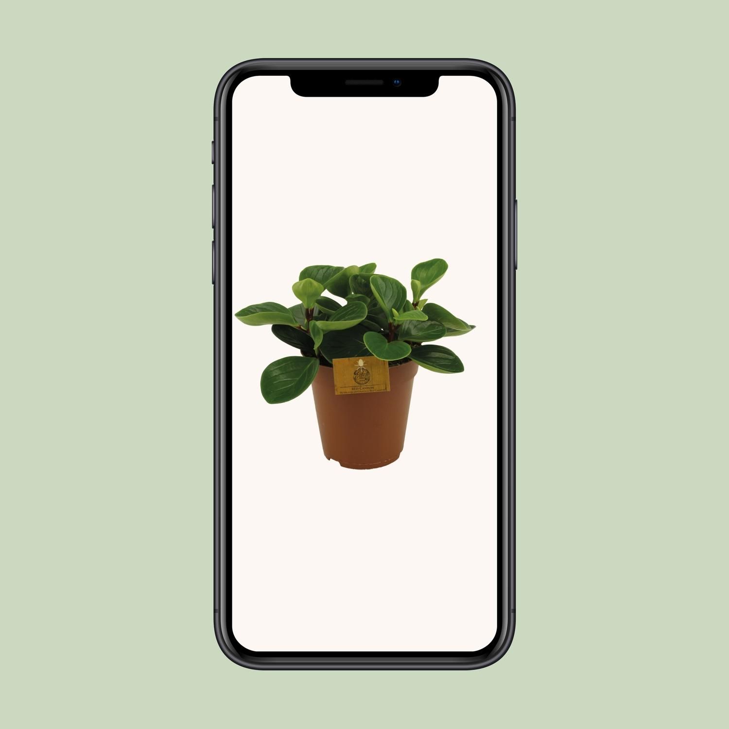 Peperomia Red Canyon (13004)