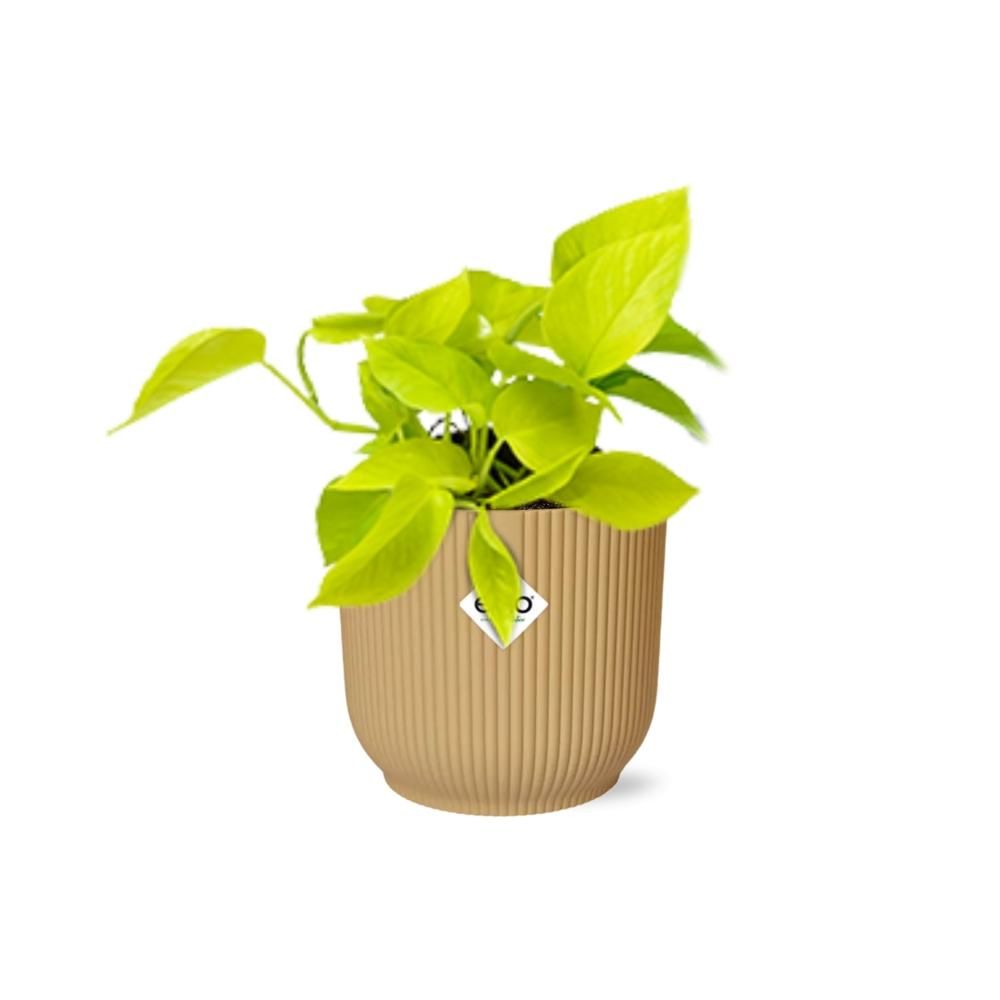 Epipremnum Pinnatum ‘Golden Pothos’ in ELHO Vibes Fold 14cm geel (21679)