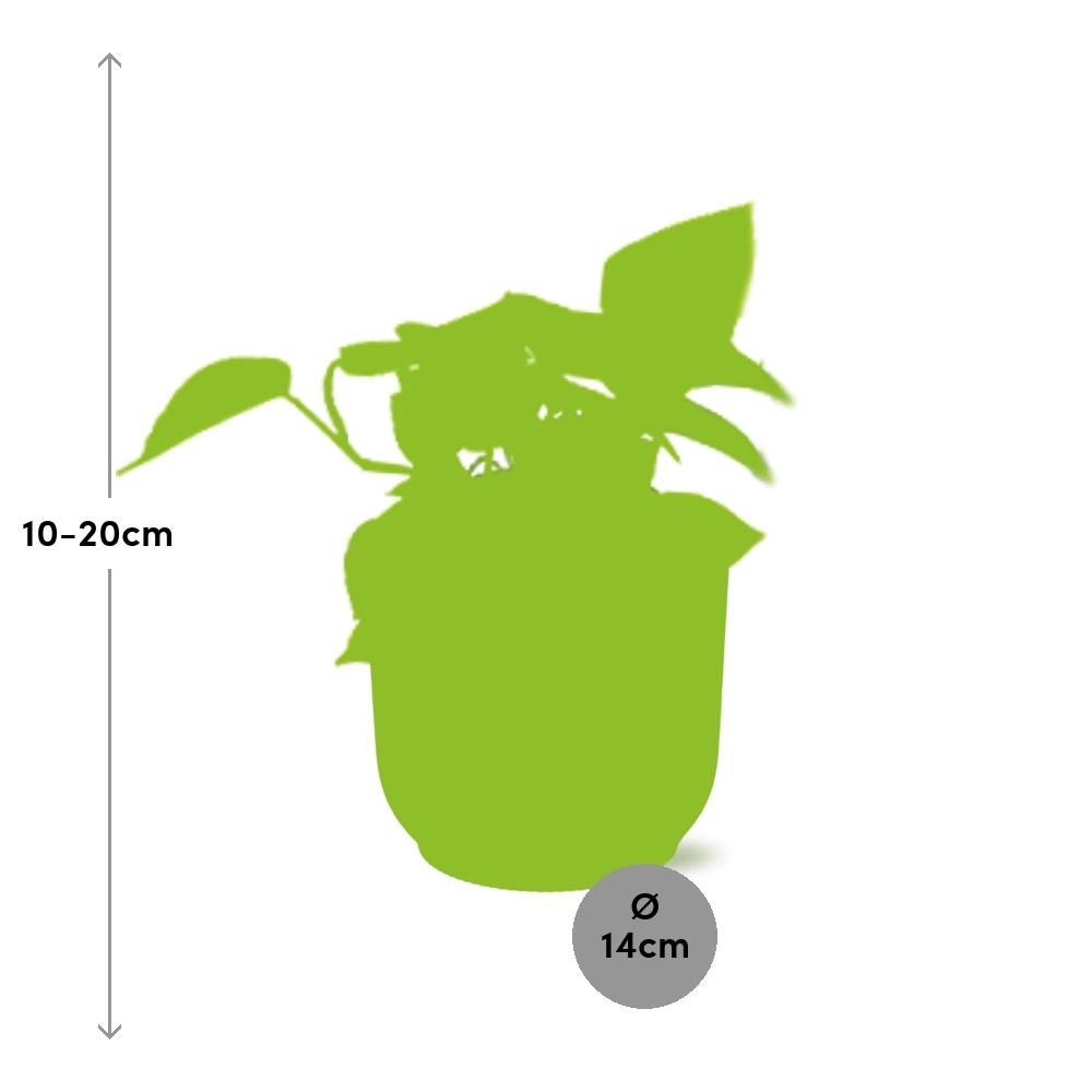 Epipremnum Pinnatum ‘Golden Pothos’ in ELHO Vibes Fold 14cm geel (21679)