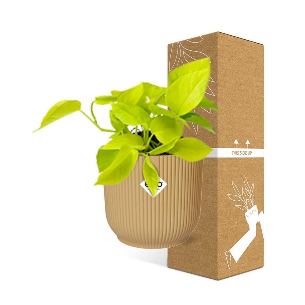 Epipremnum Pinnatum ‘Golden Pothos’ in ELHO Vibes Fold 14cm geel (21679)