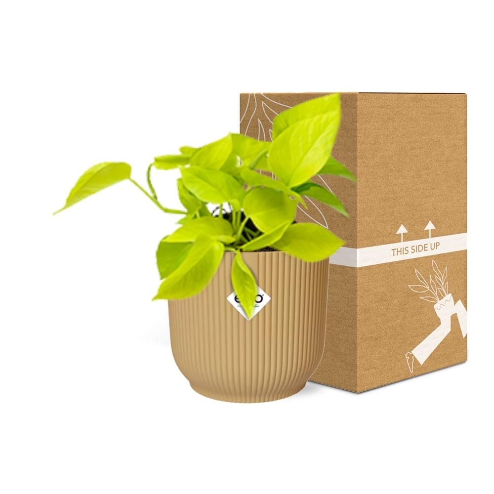 Epipremnum Pinnatum ‘Golden Pothos’ in ELHO Vibes Fold 14cm geel (21679)
