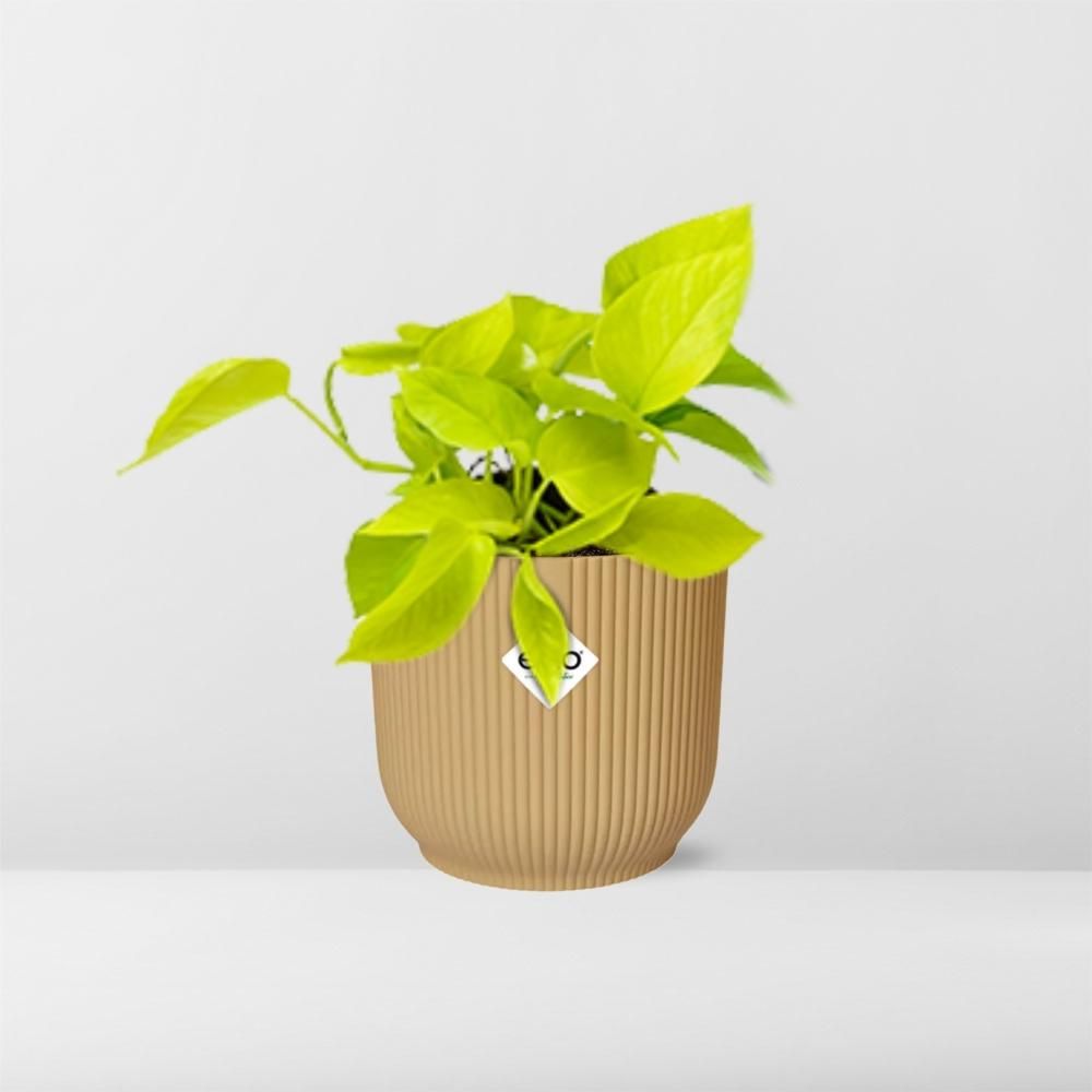Epipremnum Pinnatum ‘Golden Pothos’ in ELHO Vibes Fold 14cm geel (21679)