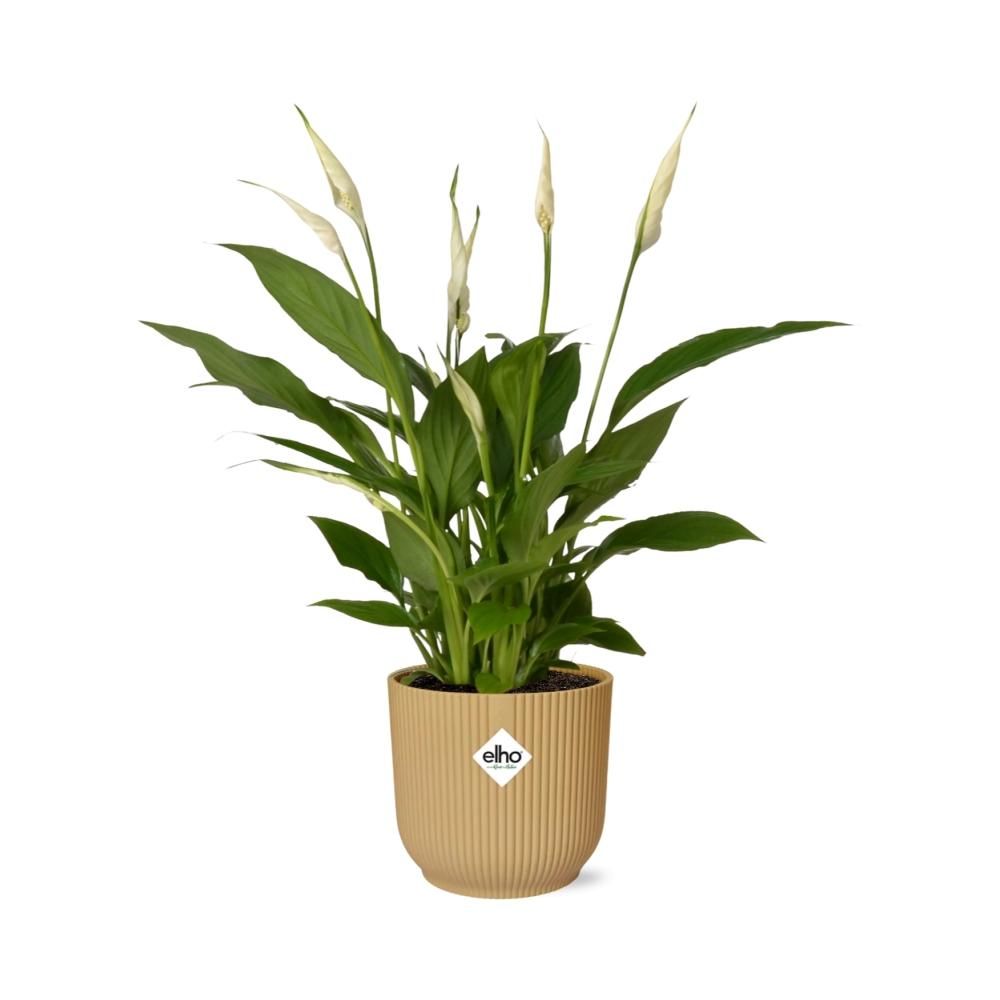 Spathiphyllum 12 Cm Torelli in ELHO Vibes Fold 14cm geel (21689)