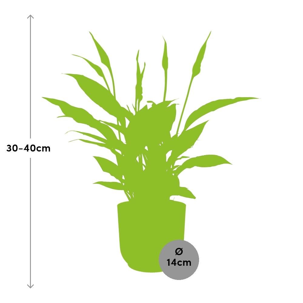 Spathiphyllum 12 Cm Torelli in ELHO Vibes Fold 14cm geel (21689)
