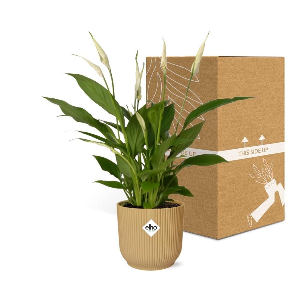 Spathiphyllum 12 Cm Torelli in ELHO Vibes Fold 14cm geel (21689)