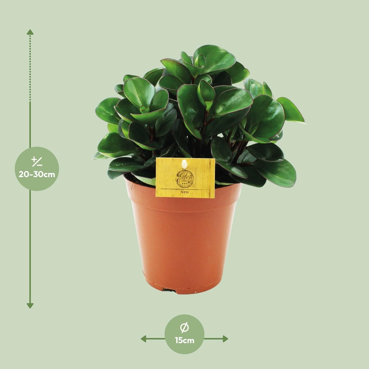 Peperomia Burning Bush (12964)