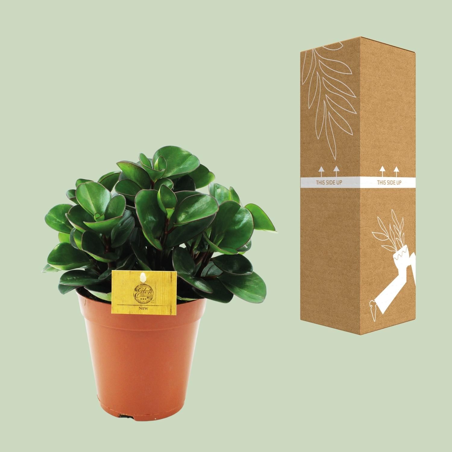 Peperomia Burning Bush (12964)