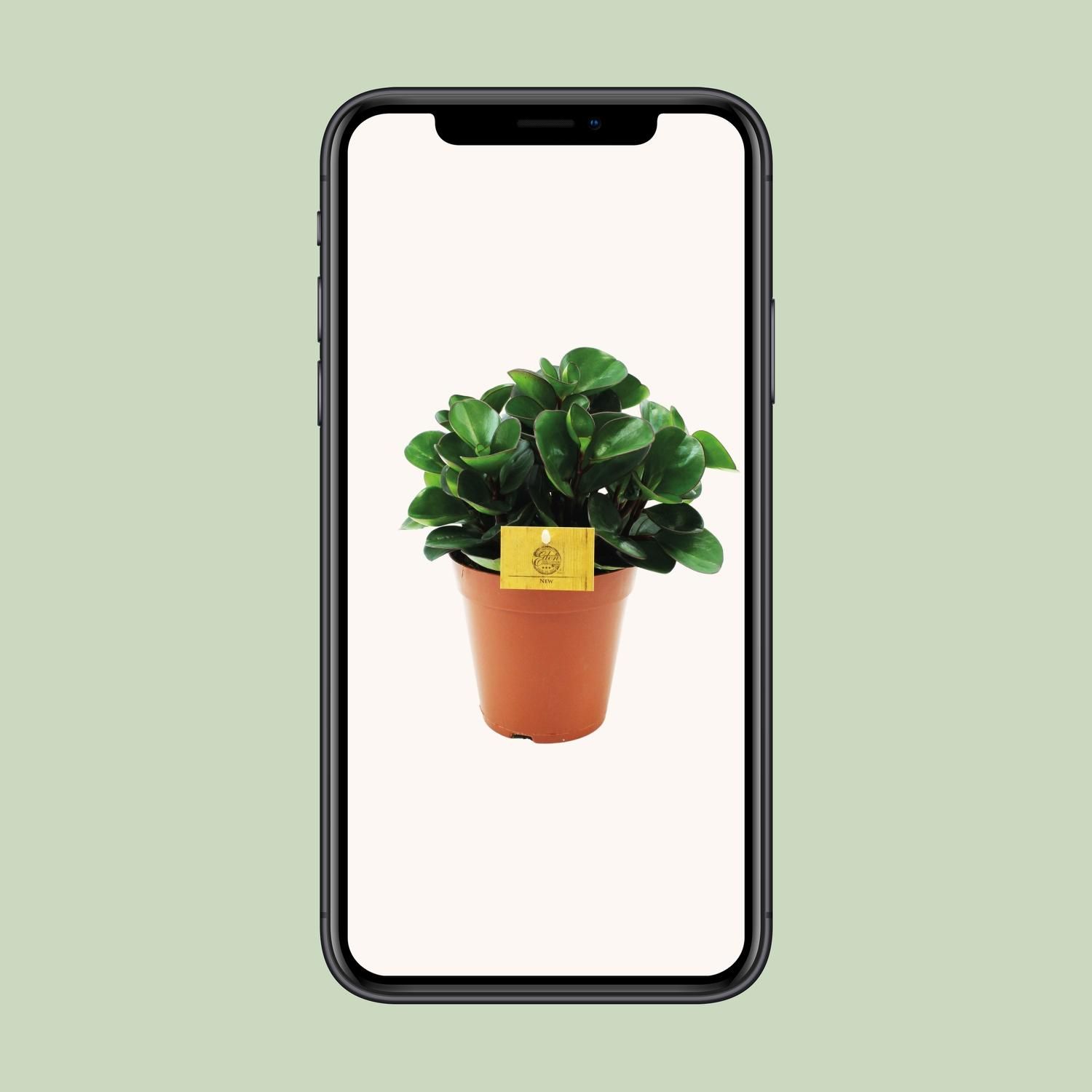 Peperomia Burning Bush (12964)