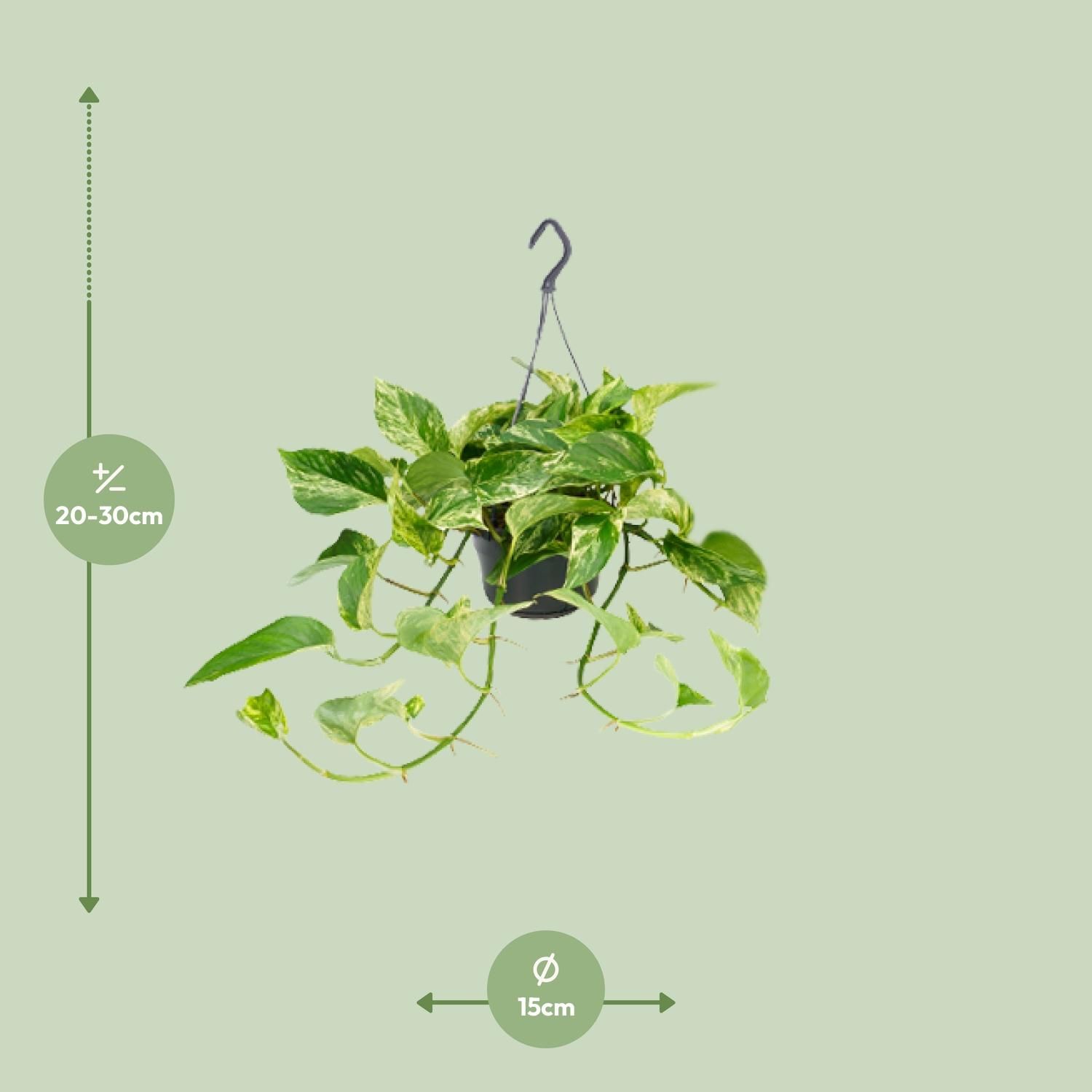Epipremnum Marble Queen - Scindapsus - - Ø15 - ↨25cm (8720634284561)