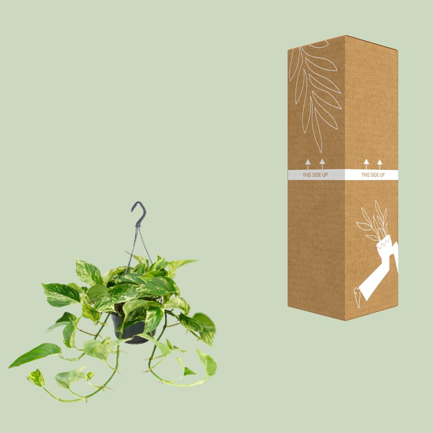 Epipremnum Marble Queen - Scindapsus - - Ø15 - ↨25cm (8720634284561)