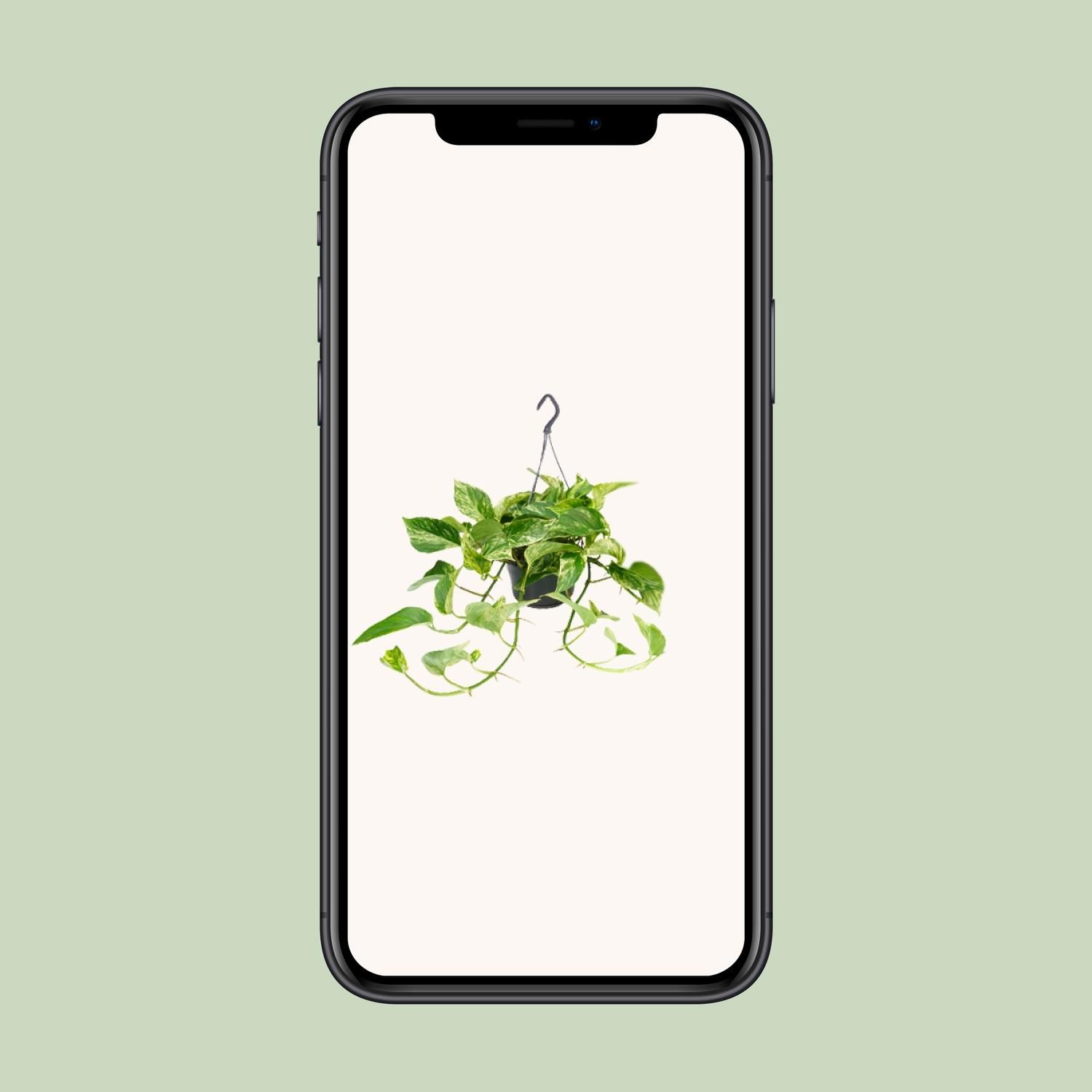 Epipremnum Marble Queen - Scindapsus - - Ø15 - ↨25cm (8720634284561)