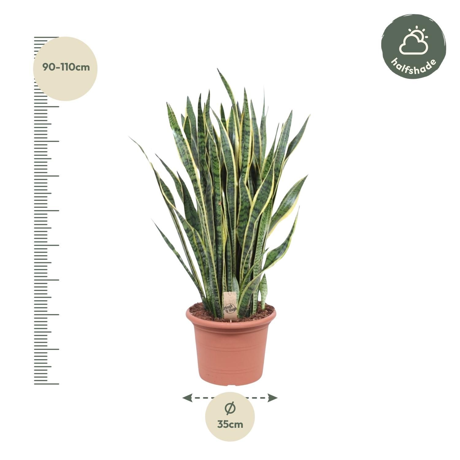 Sansevieria Laurentii - 100 cm - ø35 (8721055691419)