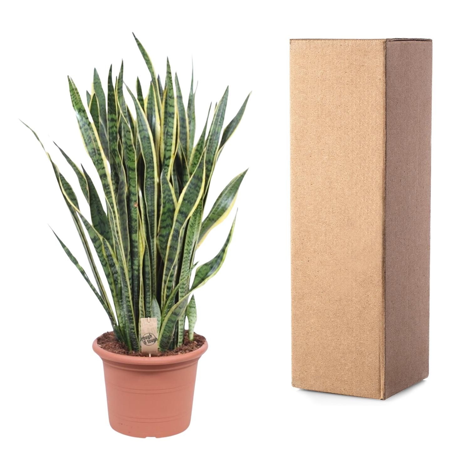 Sansevieria Laurentii - 100 cm - ø35 (8721055691419)