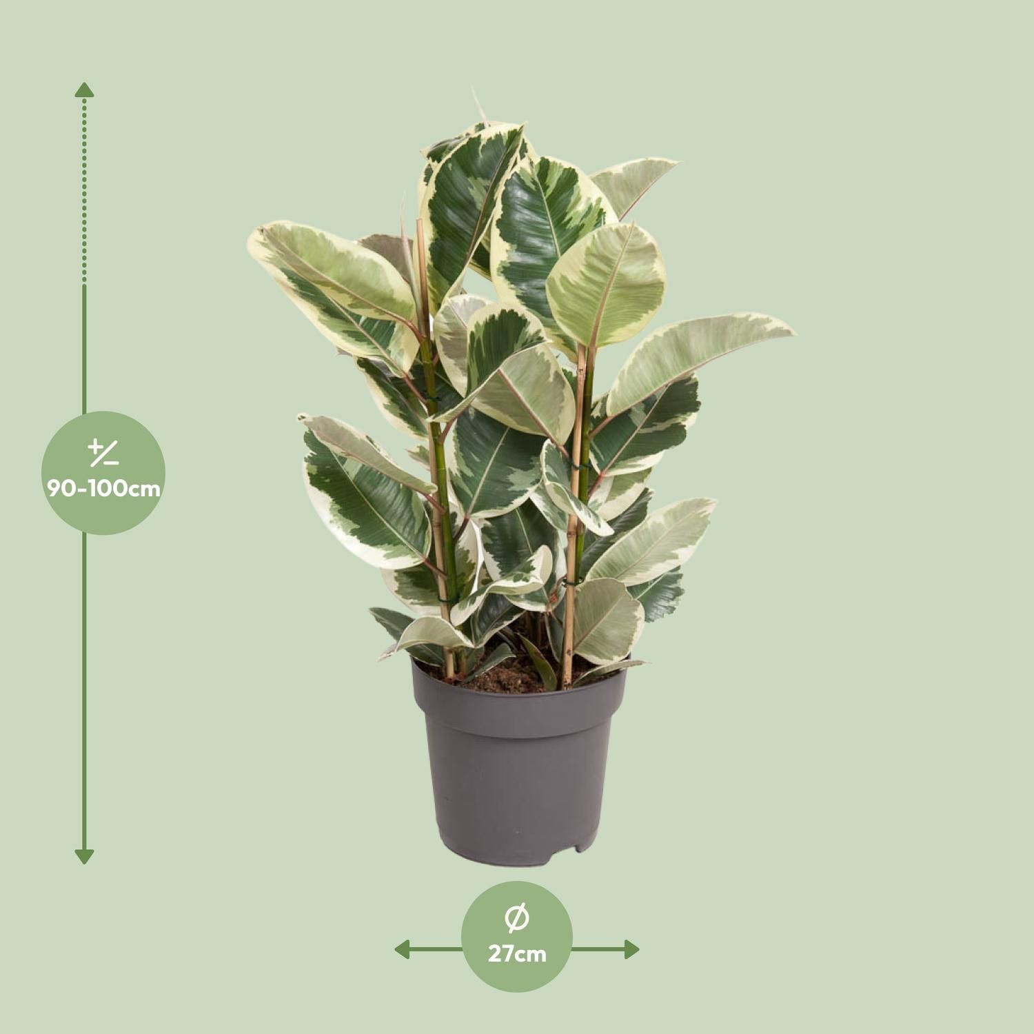 Ficus Elastica Tineke (12093)