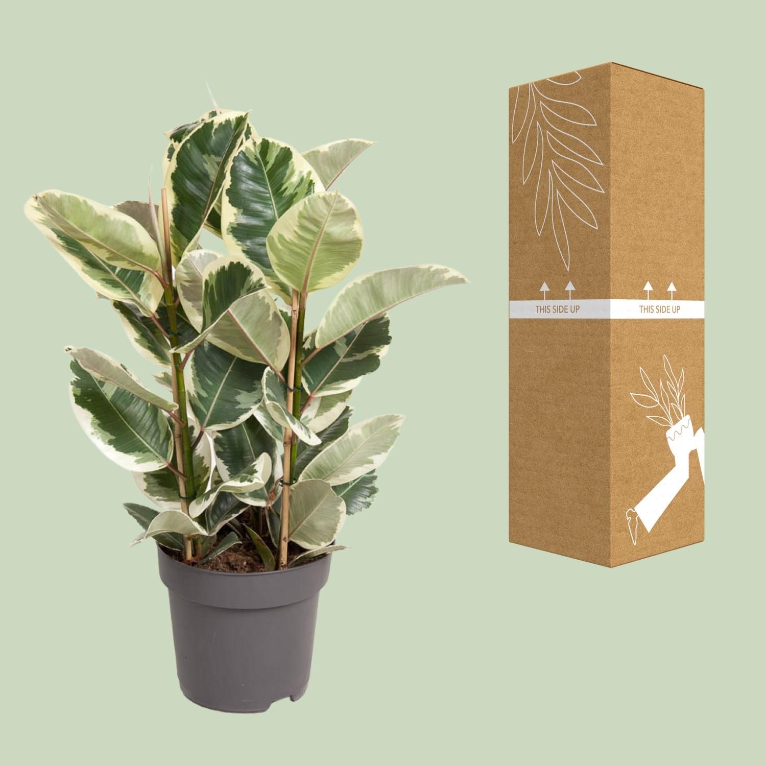 Ficus Elastica Tineke (12093)