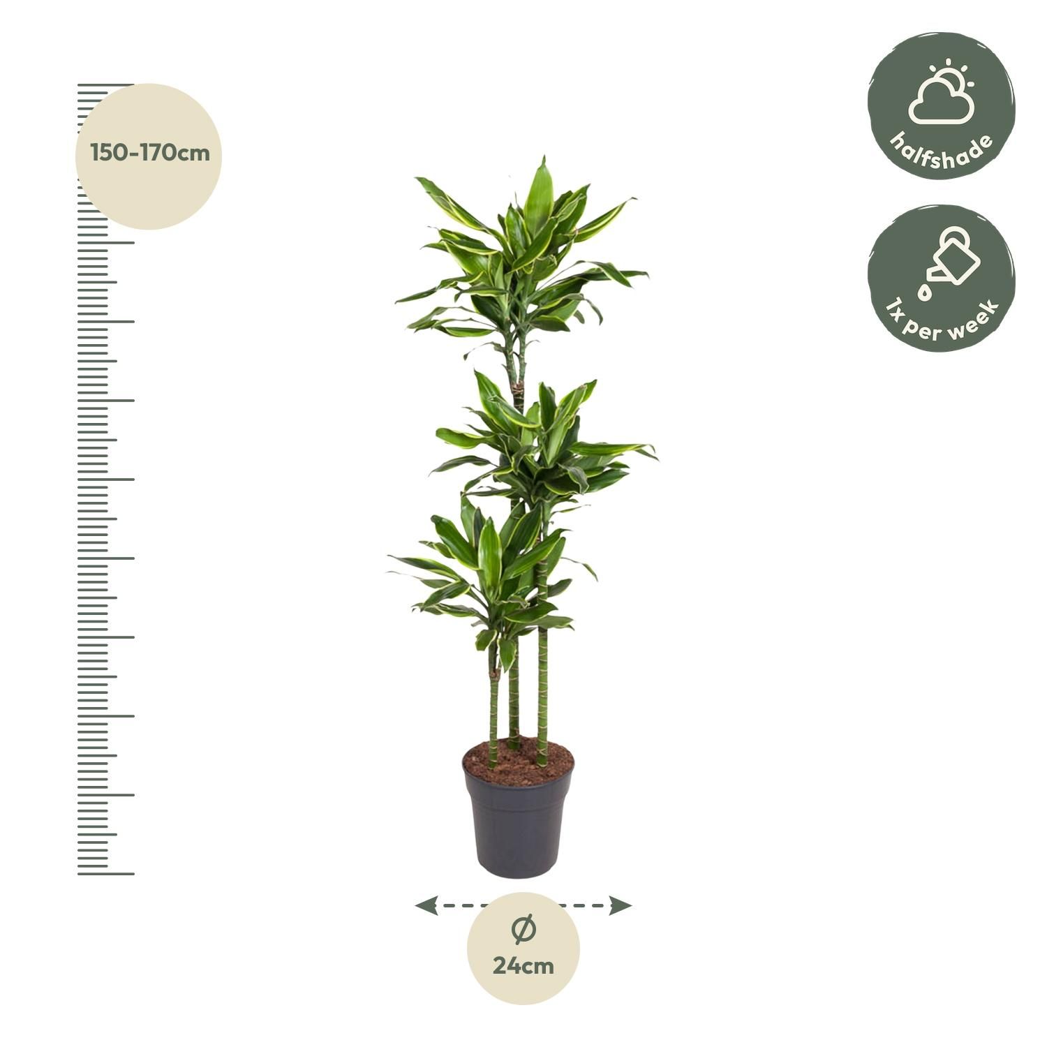 Dracaena Golden Coast - 160 cm - ø24 (8721055692386)