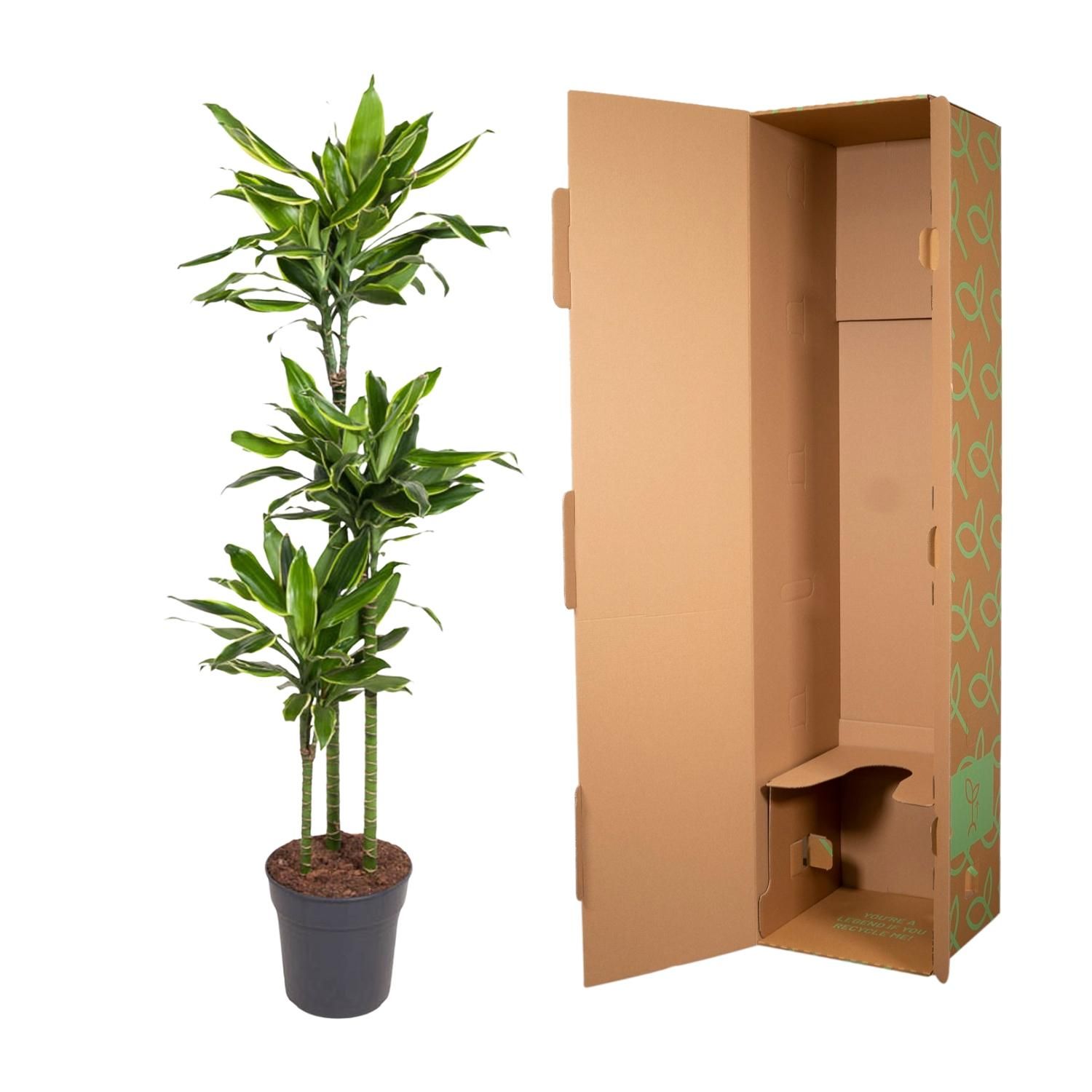 Dracaena Golden Coast - 160 cm - ø24 (8721055692386)