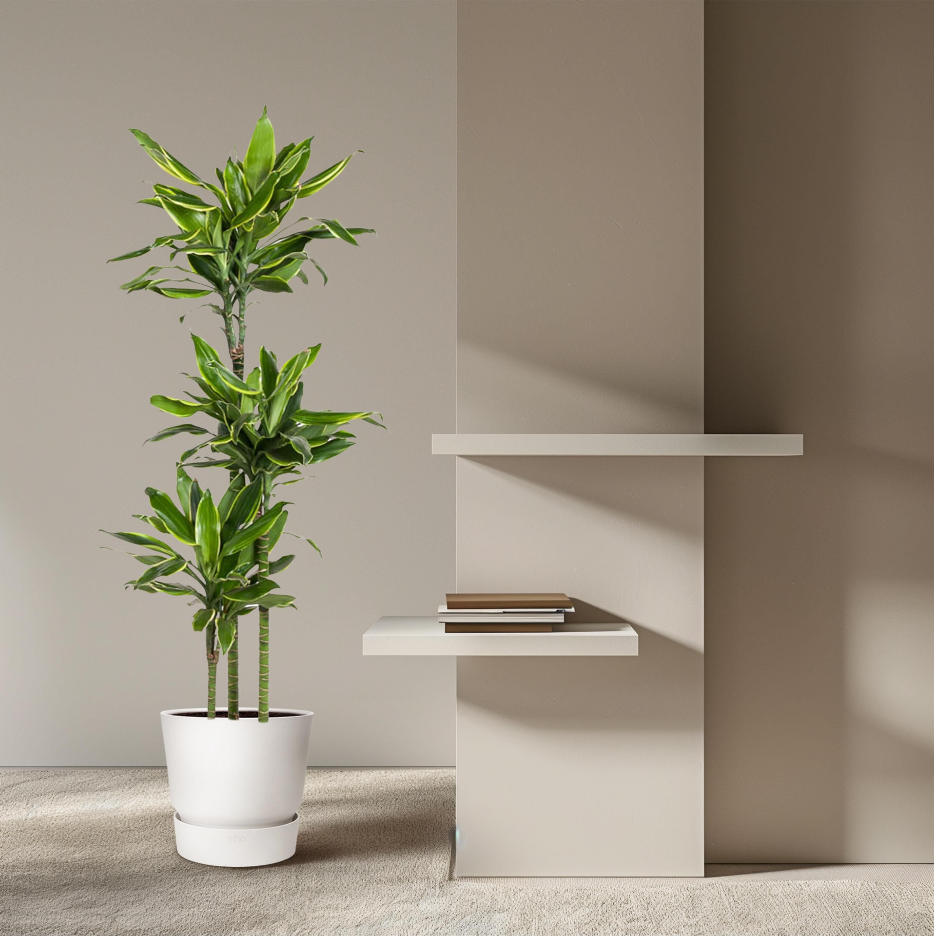 Dracaena Golden Coast - 160 cm - ø24 (8721055692386)