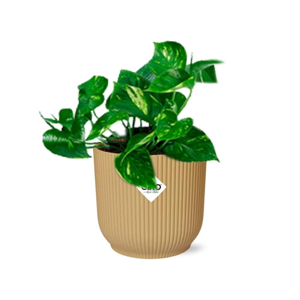 Epipremnum Pinnatum ‘Aureum’ in ELHO Vibes Fold 14cm geel (21678)