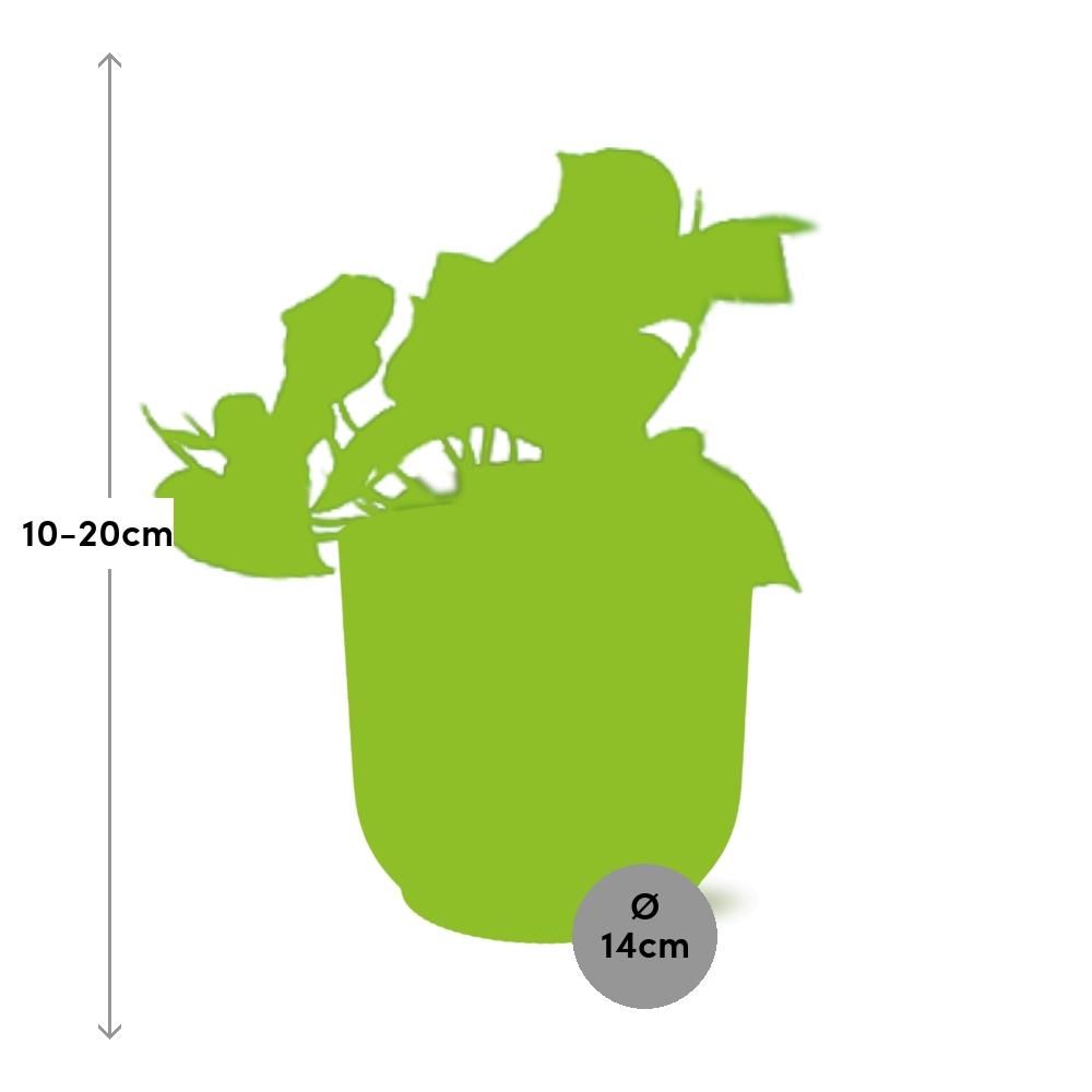 Epipremnum Pinnatum ‘Aureum’ in ELHO Vibes Fold 14cm geel (21678)