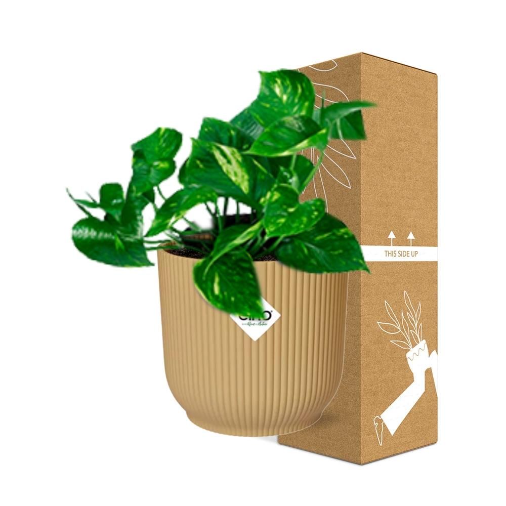 Epipremnum Pinnatum ‘Aureum’ in ELHO Vibes Fold 14cm geel (21678)