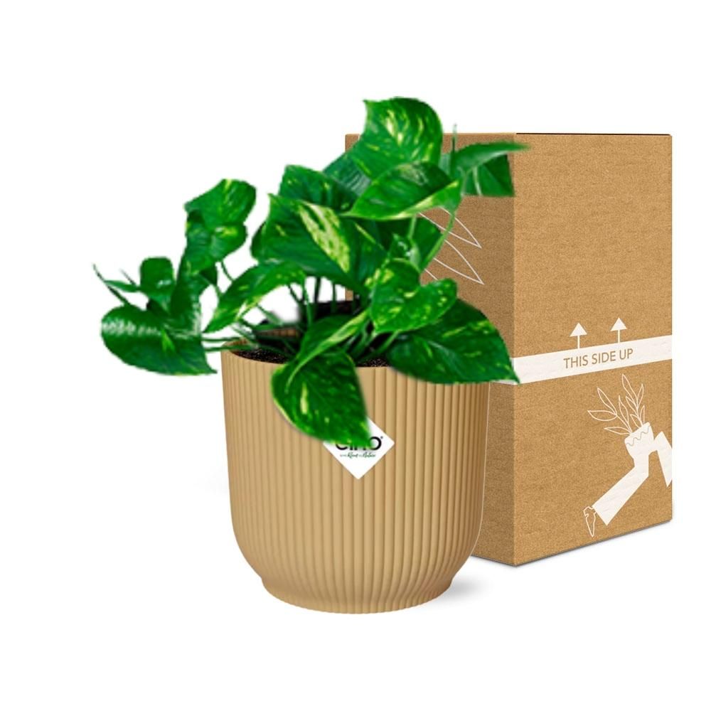 Epipremnum Pinnatum ‘Aureum’ in ELHO Vibes Fold 14cm geel (21678)