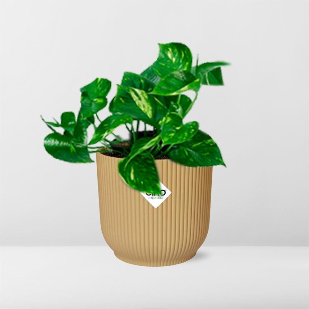 Epipremnum Pinnatum ‘Aureum’ in ELHO Vibes Fold 14cm geel (21678)